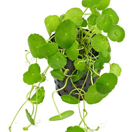 Hydrocotyle verticillata – Epic Aquatics