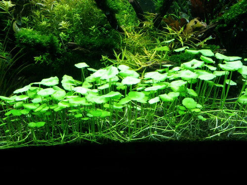 Hydrocotyle verticillata – Epic Aquatics