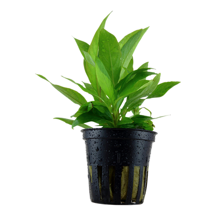 Hygrophila Corymbosa -Stricta