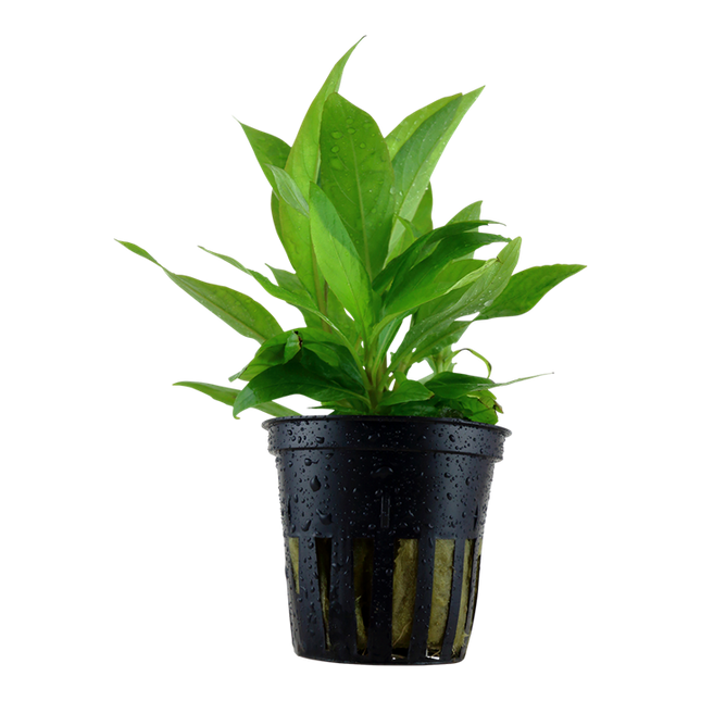 Hygrophila Corymbosa -Stricta