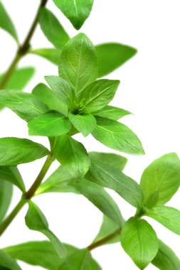 Hygrophila Polysperma – The Flowing Green Stem
