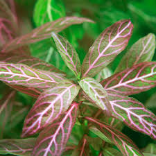 Hygrophila Polysperma & Alternanthera Sessilis Combo Red & Green Contrast for Your Aquarium