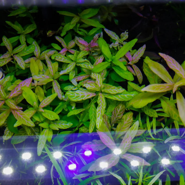 Hygrophila Polysperma & Alternanthera Sessilis Combo Red & Green Contrast for Your Aquarium