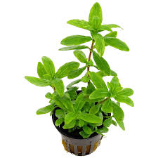 Hygrophila Polysperma & Alternanthera Sessilis Combo Red & Green Contrast for Your Aquarium