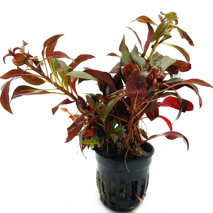 Value Combo 5 Pack – Red Aquarium Plants