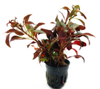 Value Combo 5 Pack – Red Aquarium Plants