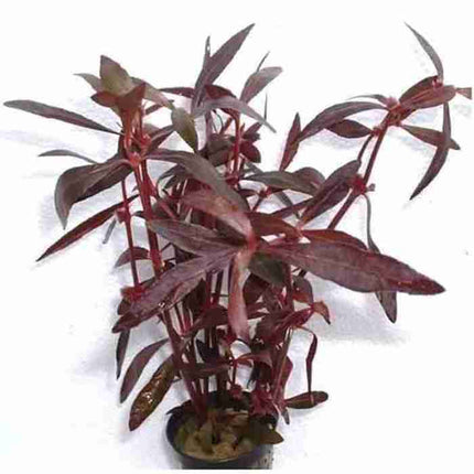 Hygrophila Polysperma & Alternanthera Sessilis Combo Red & Green Contrast for Your Aquarium