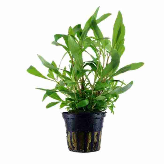 Hygrophila Siamensis