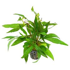 Hygrophila corymbosa ‘Stricta’ – Epic Aquatics