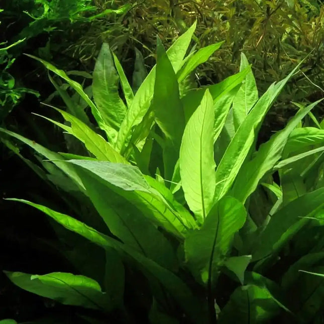 Hygrophila corymbosa ‘Stricta’ – Epic Aquatics