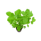Hygrophila difformis (Water Wisteria)