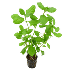 Hygrophila difformis (Water Wisteria)