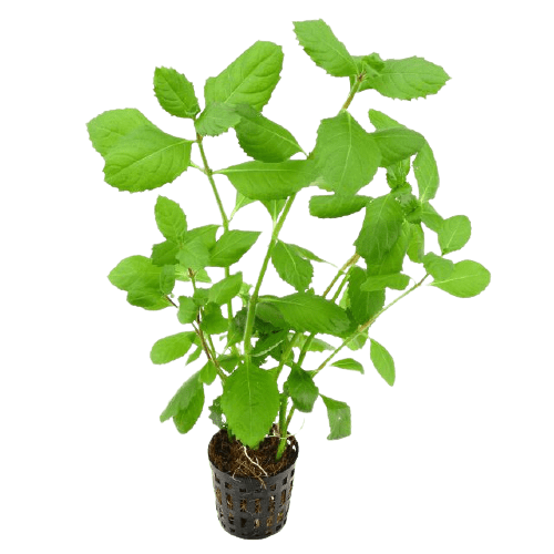 Hygrophila difformis (Water Wisteria)