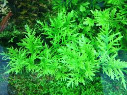 Hygrophila difformis (Water Wisteria)