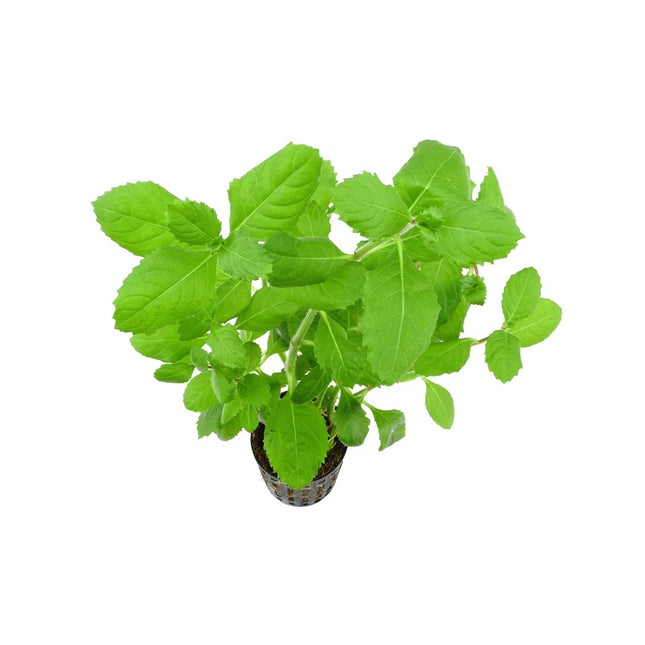 Hygrophila difformis (Water Wisteria) – Epic Aquatics