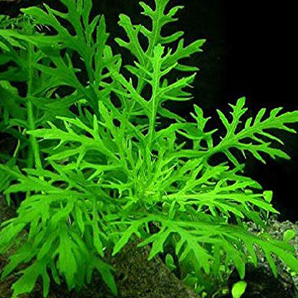 Hygrophila difformis (Water Wisteria) – Epic Aquatics