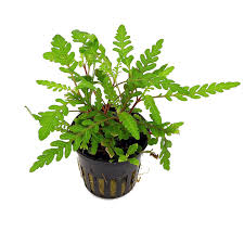 Hygrophila pinnatifida – Epic Aquatics