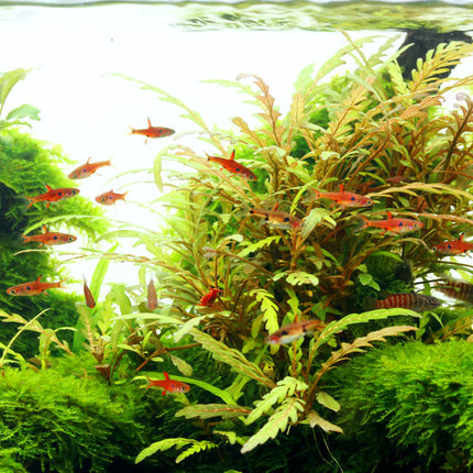 Hygrophila pinnatifida – Epic Aquatics