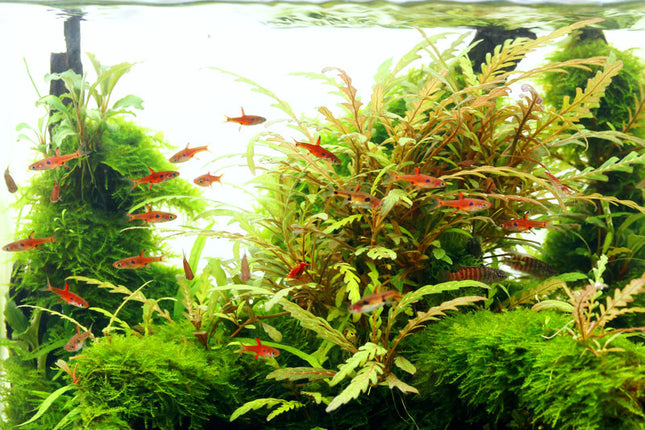 Hygrophila pinnatifida – Epic Aquatics