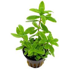 Hygrophila polysperma – Epic Aquatics