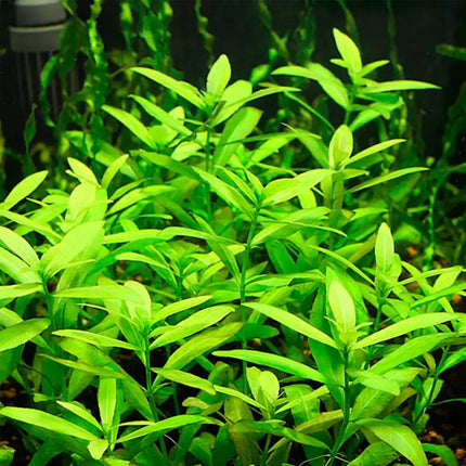 Hygrophila polysperma – Epic Aquatics
