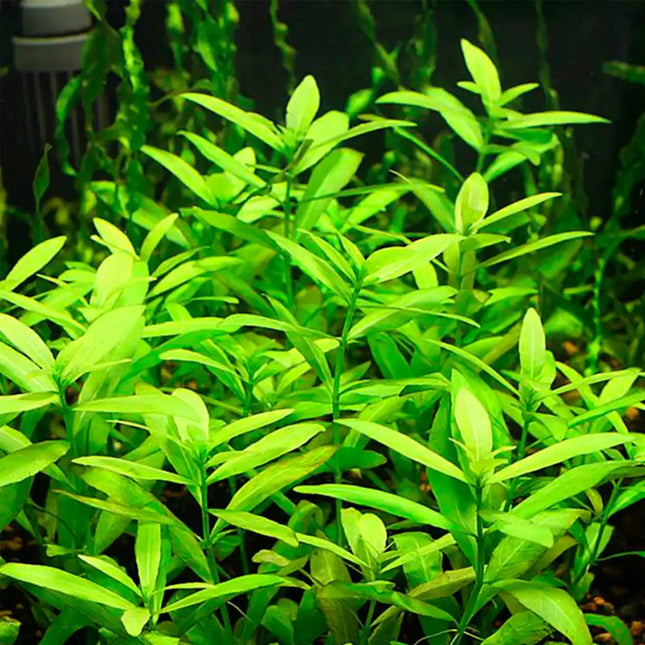 Hygrophila polysperma – Epic Aquatics