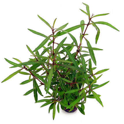 Hygrophila spp (Long Leaf Variety)