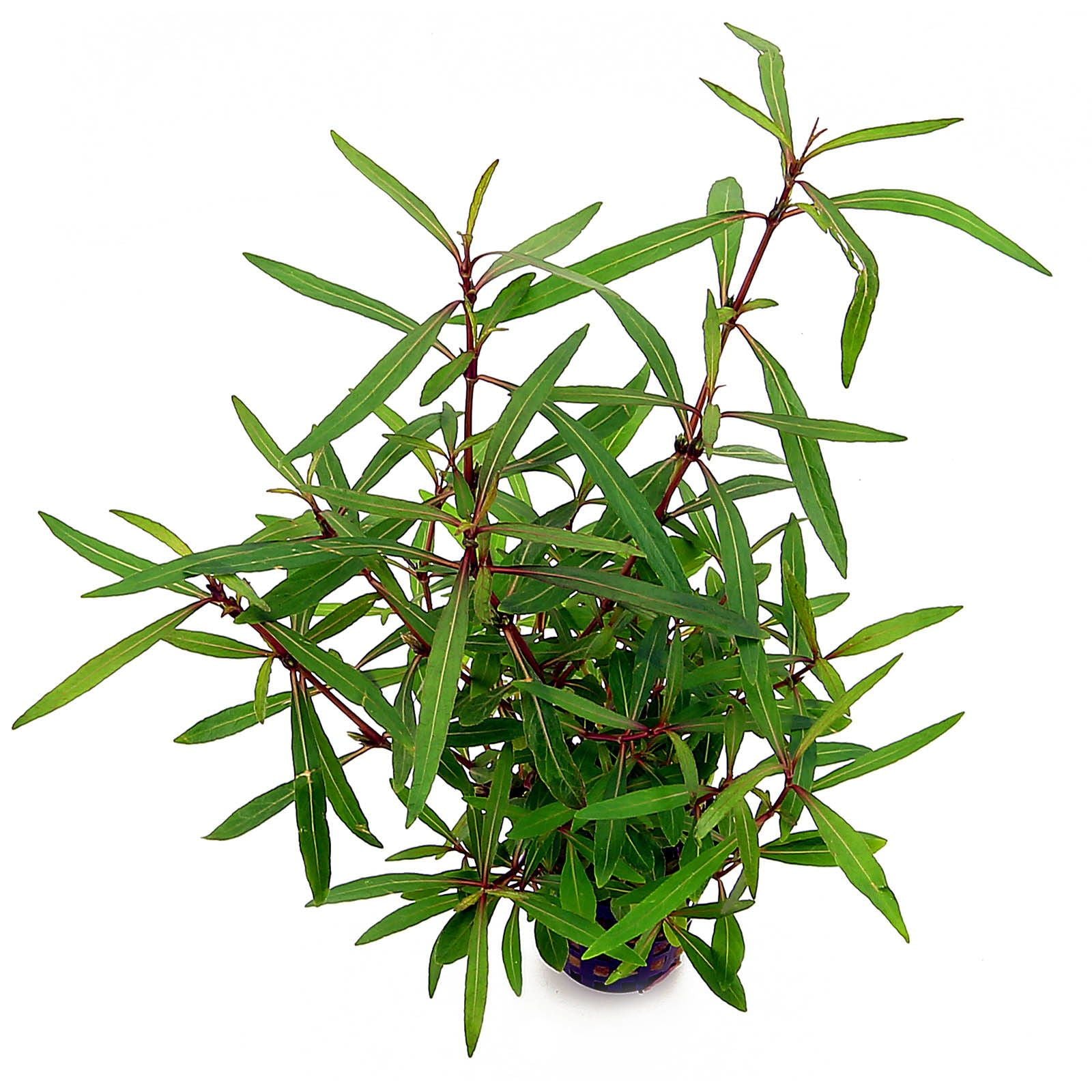 Hygrophila spp (Long Leaf Variety)