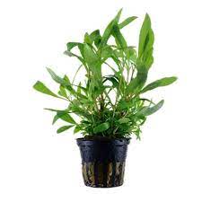 Hygrophila spp (Long Leaf Variety)