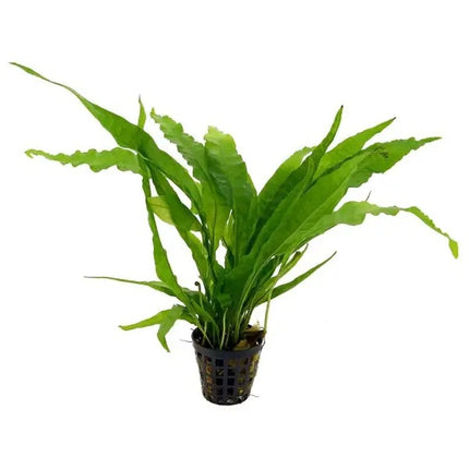 Java Fern  Easy-Care Live Aquarium Plant (Microsorum pteropus)