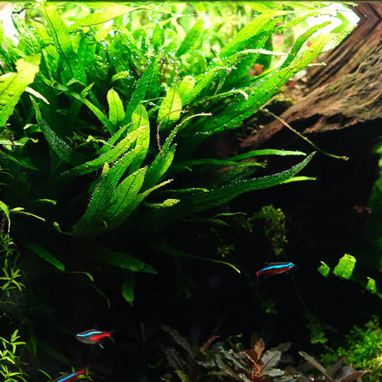 Java Fern  Easy-Care Live Aquarium Plant (Microsorum pteropus)