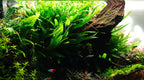 Java Fern  Easy-Care Live Aquarium Plant (Microsorum pteropus)