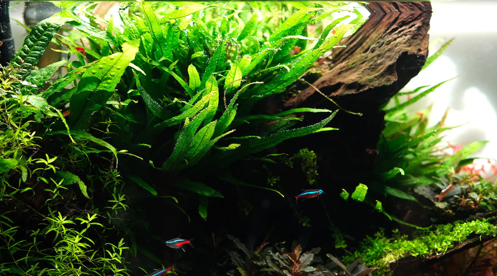 Java Fern  Easy-Care Live Aquarium Plant (Microsorum pteropus)