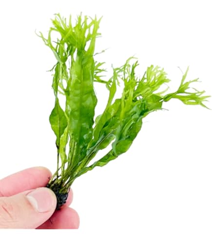 Java Fern ‘Windelov’ (Microsorum pteropus ‘Windelov’) - Loose