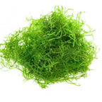 Java Moss Versatile Live Aquarium Moss (Taxiphyllum barbieri) - 10 g