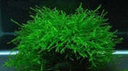 Java Moss Versatile Live Aquarium Moss (Taxiphyllum barbieri) - 10 g