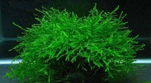 Java Moss Versatile Live Aquarium Moss (Taxiphyllum barbieri) - 10 g