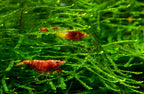 Java Moss Versatile Live Aquarium Moss (Taxiphyllum barbieri) - 10 g