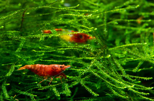 Java Moss Versatile Live Aquarium Moss (Taxiphyllum barbieri) - 10 g