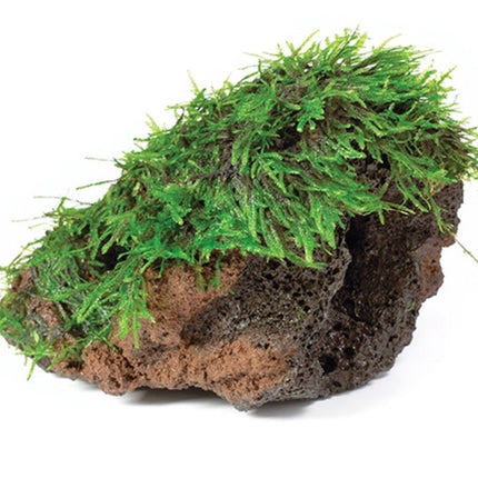 Java Moss on Driftwood - Plants on  Rock Small