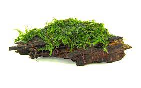 Java Moss on Driftwood - Plants on  Rock Small