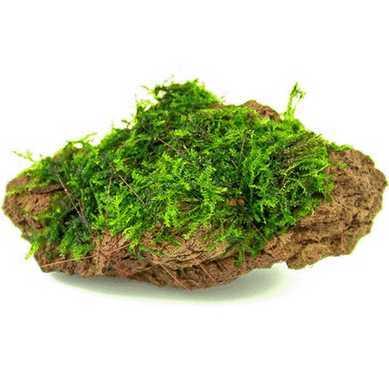 Java Moss on Driftwood - Plants on  Rock Small