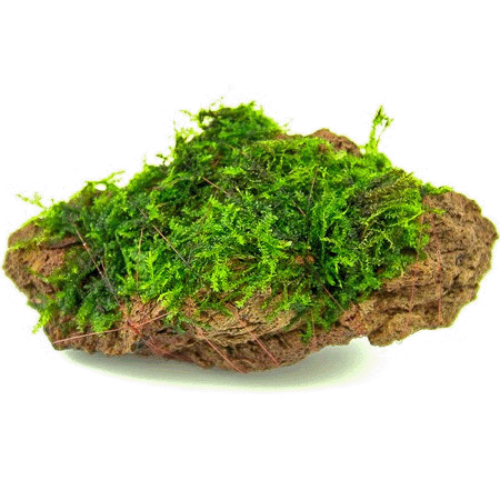 Java Moss on Driftwood - Plants on  Rock Small