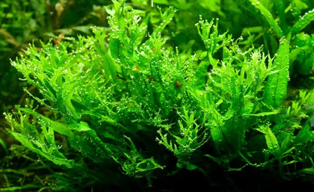 Java Fern ‘Windelov’ (Microsorum pteropus ‘Windelov’) - Loose
