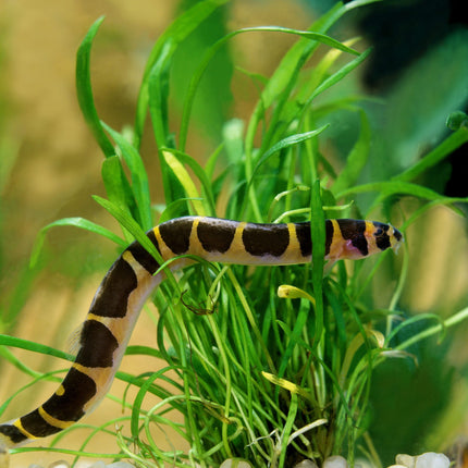 Khuli Loach - Great for eating pest snails