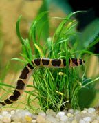Khuli Loach - Great for eating pest snails
