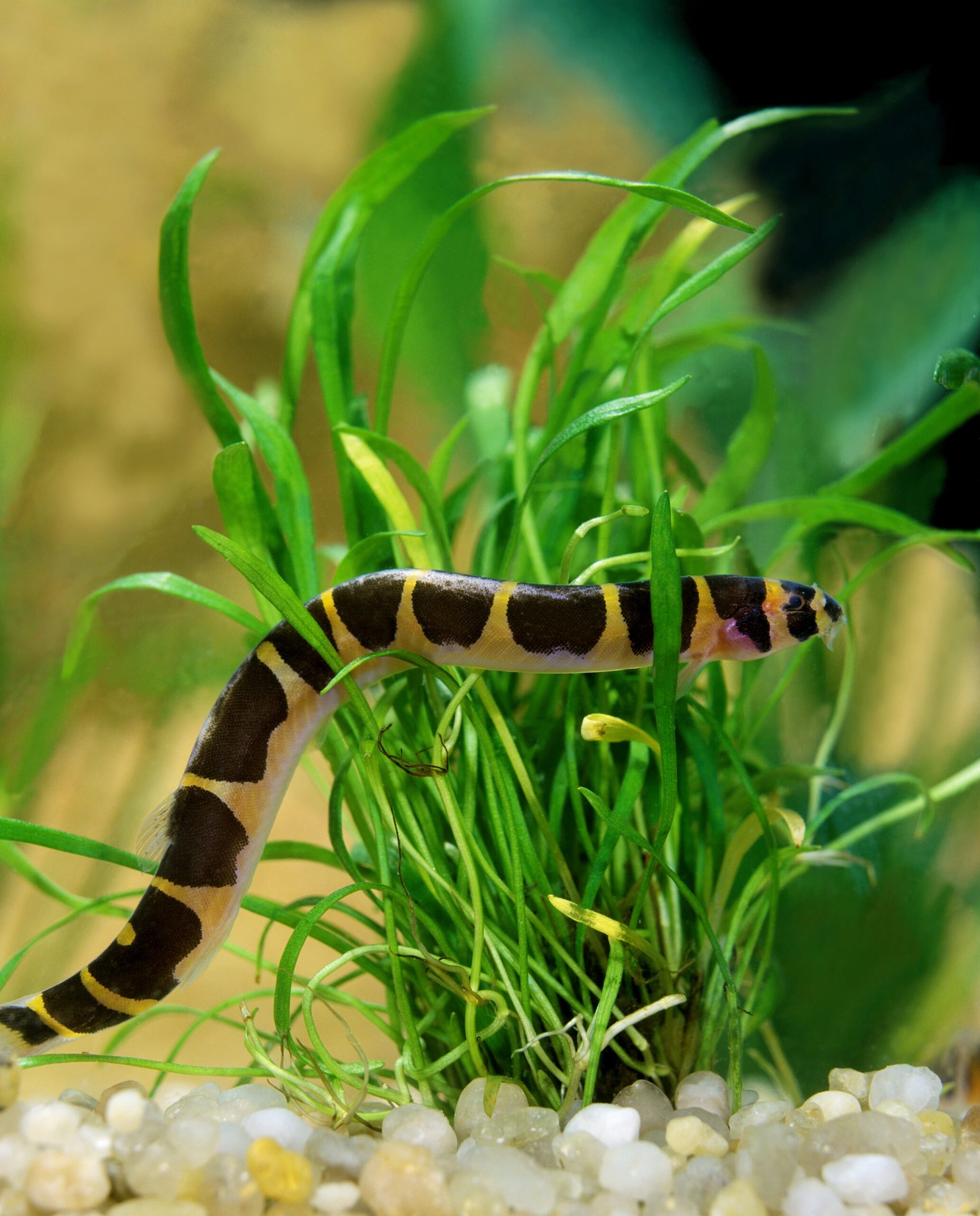 Khuli Loach - Great for eating pest snails