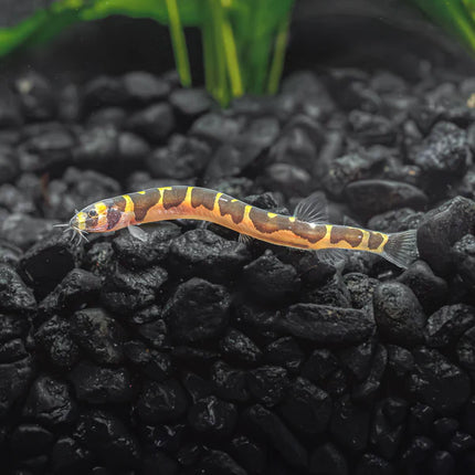 Khuli Loach - Great for eating pest snails