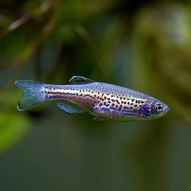 Leopard Danio (Danio rerio var.) Spotted Beauty with Endless Energy