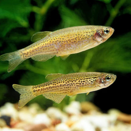 Leopard Danio (Danio rerio var.) Spotted Beauty with Endless Energy